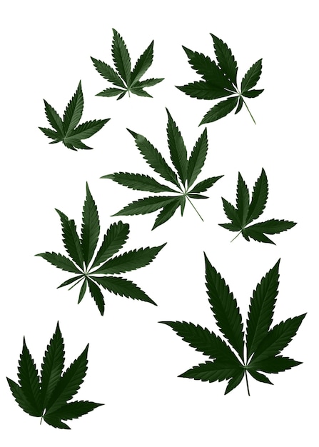 Patrón de hojas de maleza