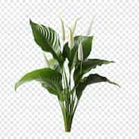 Gratis PSD peace lily spathiphyllum wallisii bloem png geïsoleerd op transparante achtergrond