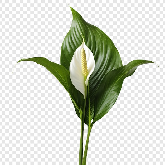 Gratis PSD peace lily spathiphyllum wallisii bloem png geïsoleerd op transparante achtergrond