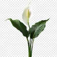 Gratis PSD peace lily spathiphyllum wallisii bloem png geïsoleerd op transparante achtergrond