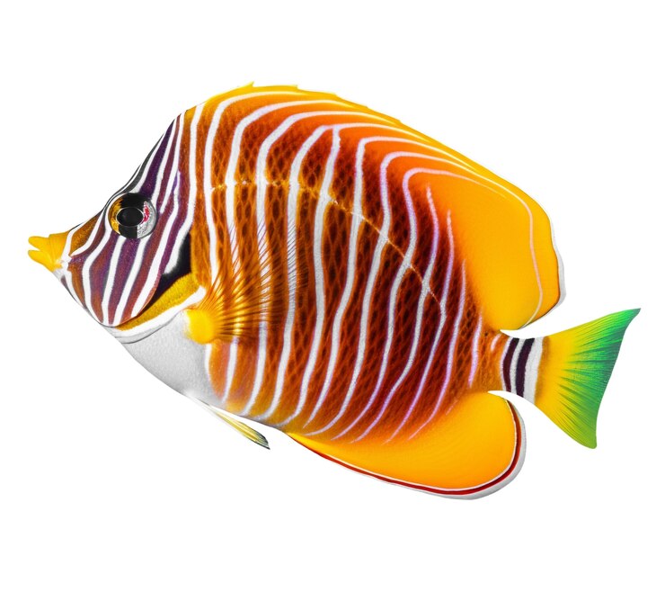 PSD gratuito peces que nadan aislados