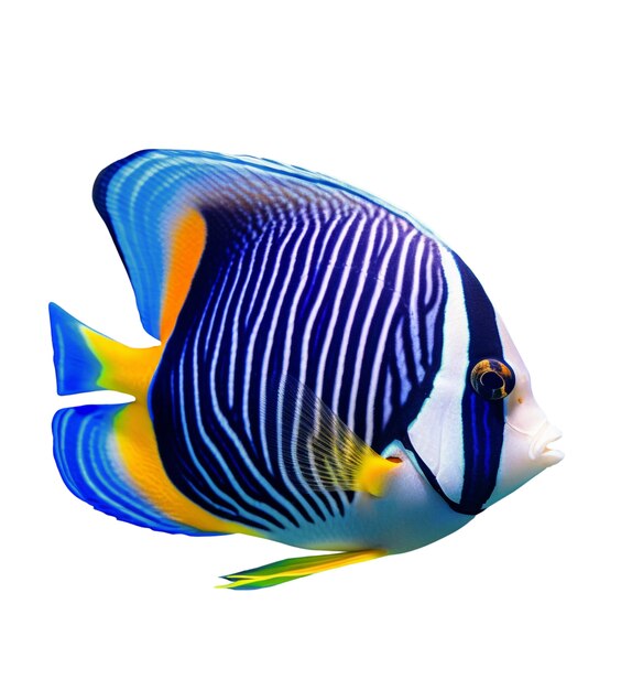 Peces que nadan aislados