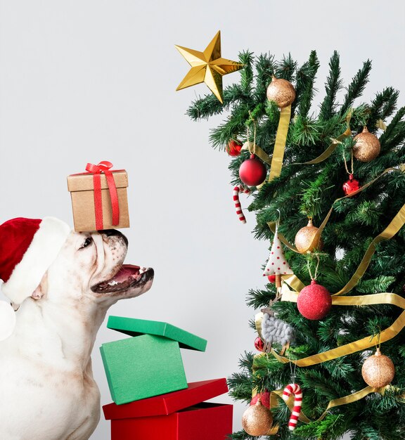 Perrito lindo del dogo que lleva un sombrero de Papá Noel mientras que sostiene una caja de regalo