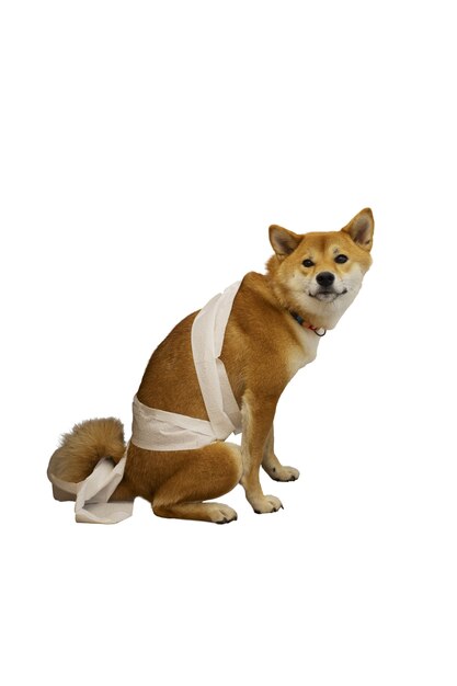 Perro adorable aislado