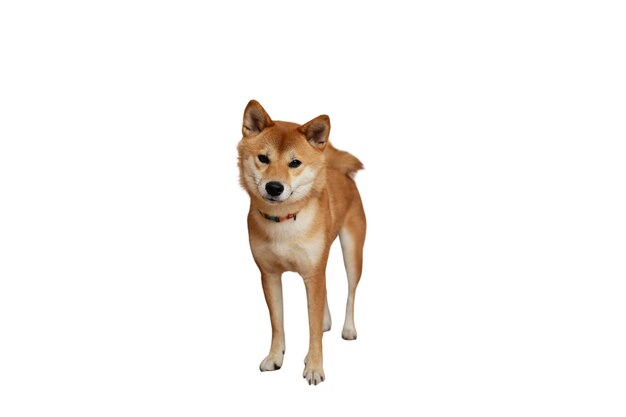 Perro adorable aislado