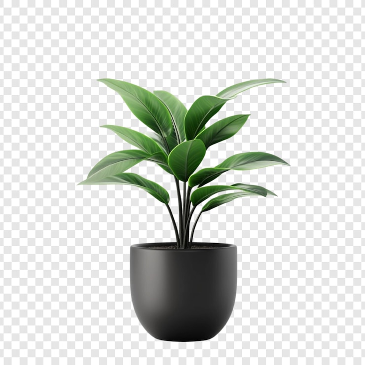 PSD gratuito pianta verde lussureggiante in un vaso nero elegante vita vibrante verde interno decorazione della casa