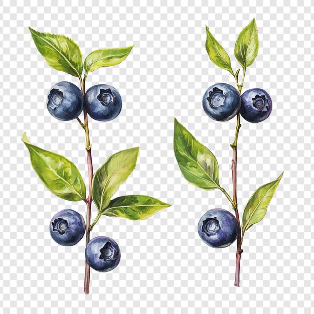 Pintura en acuarela de dos ramas de arándano