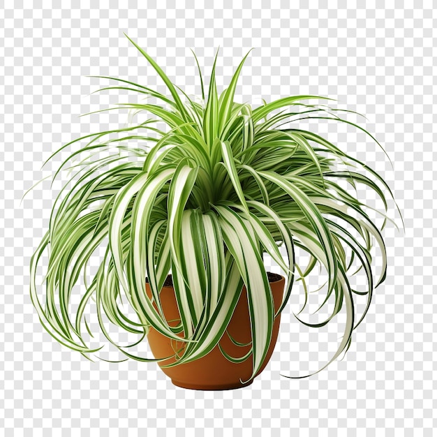 PSD gratuito la planta araña chlorophytum comosum flor png aislada en un fondo transparente