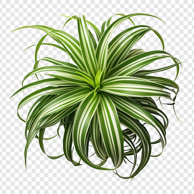 PSD gratuito la planta araña chlorophytum comosum flor png aislada en un fondo transparente