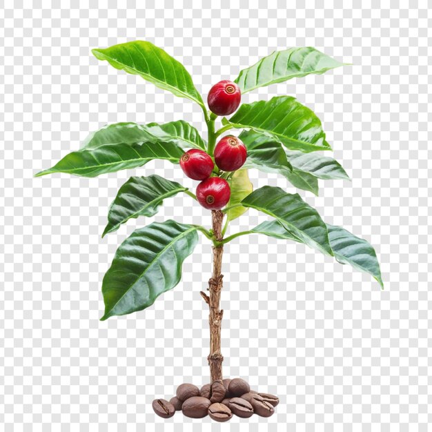 Planta de café con cerezas y frijoles