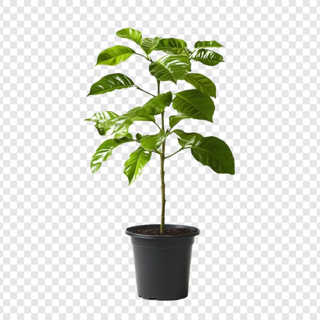 Planta de café verde vibrante en una olla