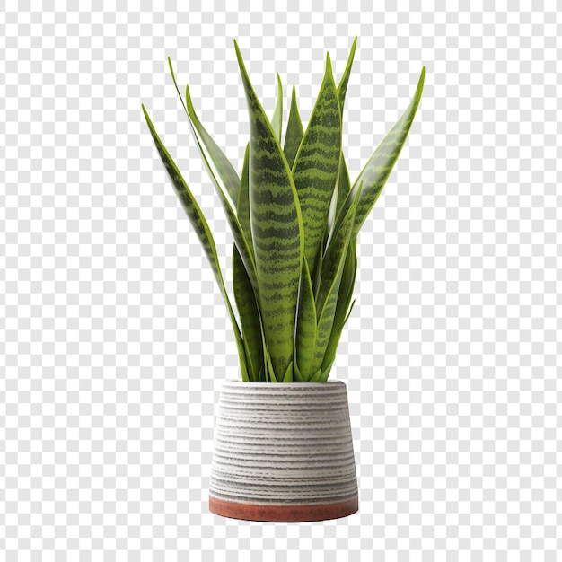 PSD gratuito planta de serpiente sansevieria trifasciata png aislada sobre un fondo transparente