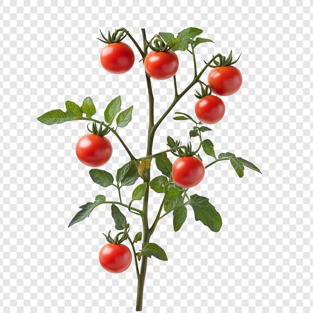 Planta de tomate cereza vibrante Un primer plano de los tomates maduros en la vid