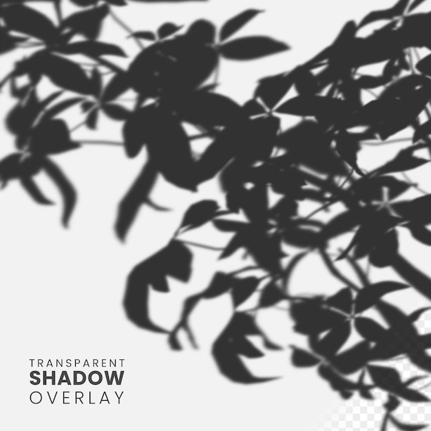 PSD gratuito plantilla de superposición de sombra de árbol transparente