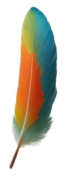 Pluma delicada aislada