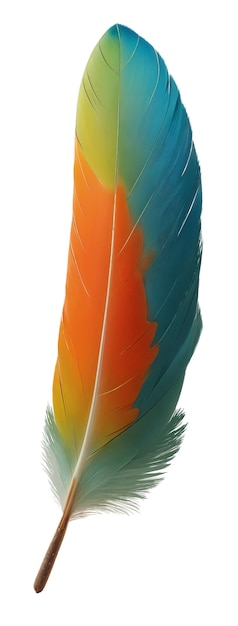 Pluma delicada aislada