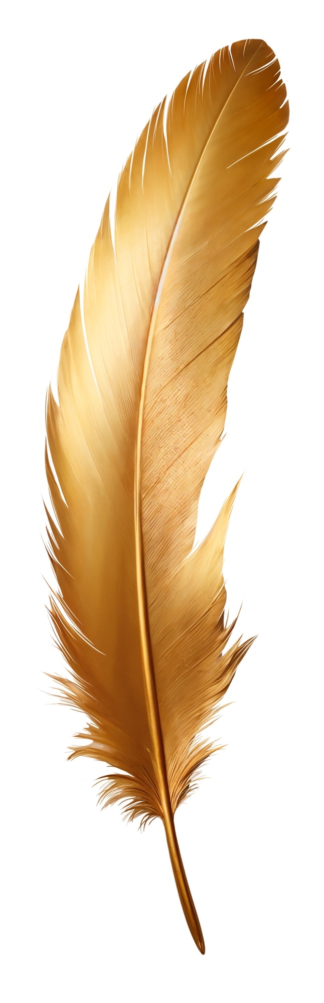 PSD gratuito pluma delicada aislada