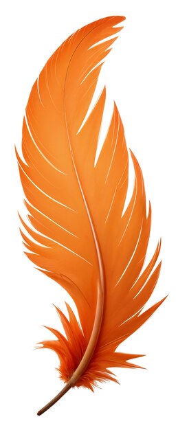 Pluma delicada aislada