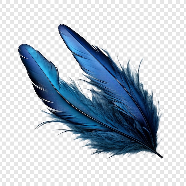 Las plumas adornan un aislado a la moda sobre un fondo transparente