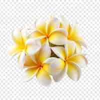 Gratis PSD plumeria bloem png geïsoleerd op transparante achtergrond