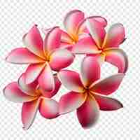 PSD gratuito plumeria flor png aislado en un fondo transparente