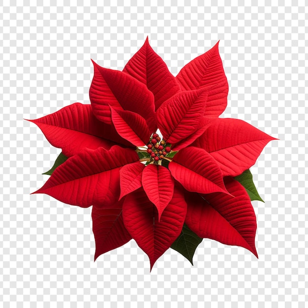 Gratis PSD poinsettia bloem geïsoleerd op doorzichtige achtergrond