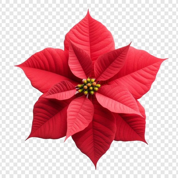 Gratis PSD poinsettia bloem png geïsoleerd op transparante achtergrond