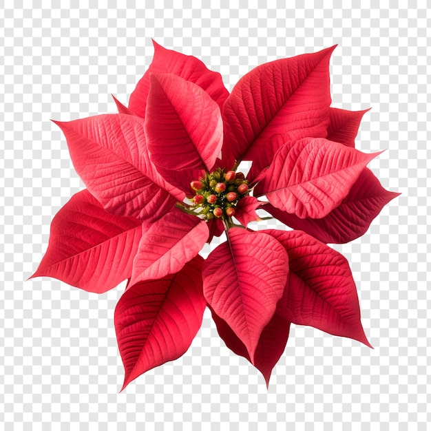 Gratis PSD poinsettia bloem png geïsoleerd op transparante achtergrond