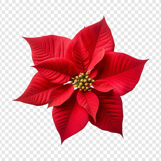 Gratis PSD poinsettia bloem png geïsoleerd op transparante achtergrond