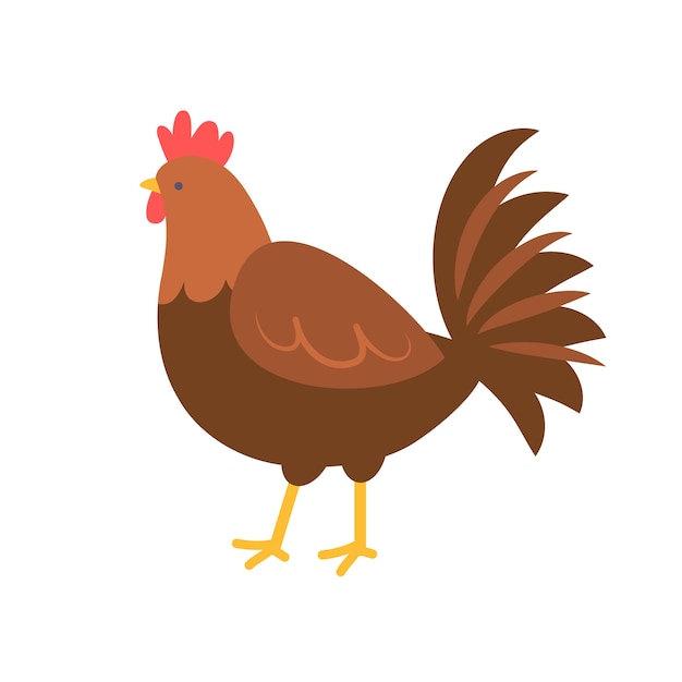 pollo de diseño plano aislado