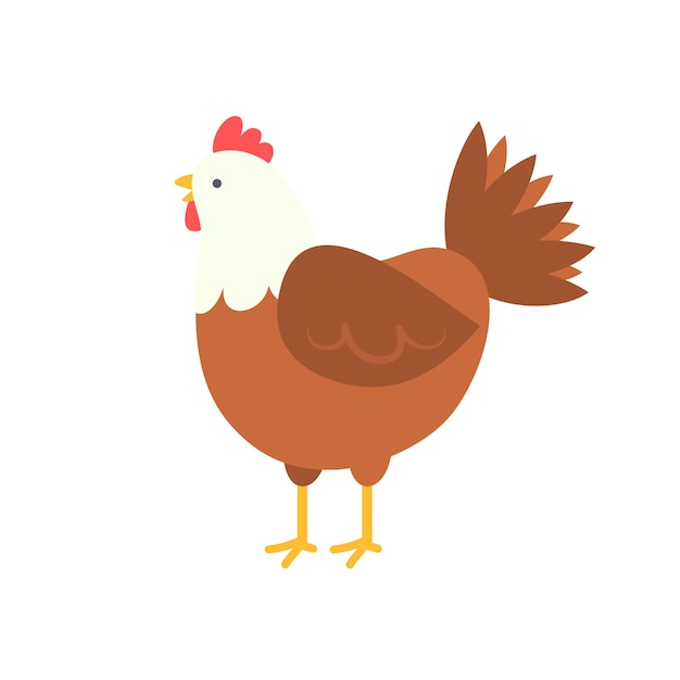 pollo de diseño plano aislado