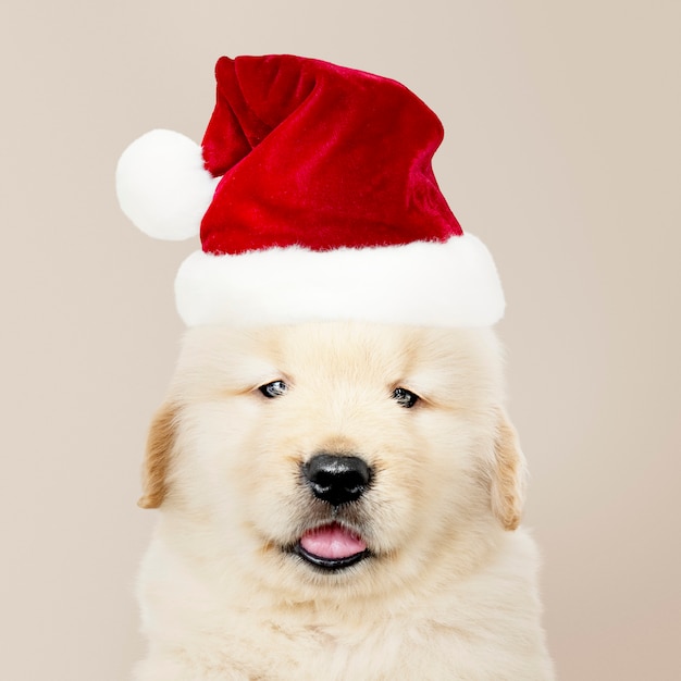 Portret van een golden retrieverpuppy die een Kerstmanhoed dragen