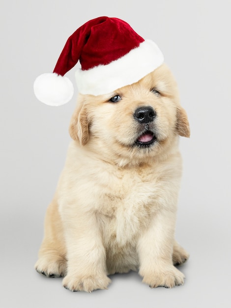 Portret van een leuk Golden retrieverpuppy die een Kerstmanhoed dragen
