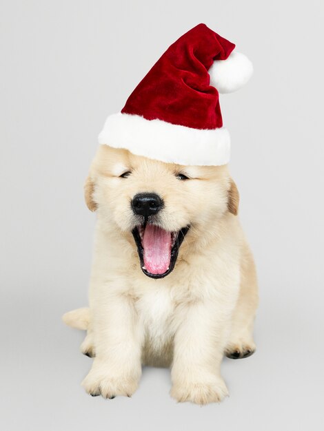 Portret van een leuk Golden retrieverpuppy die een Kerstmanhoed dragen