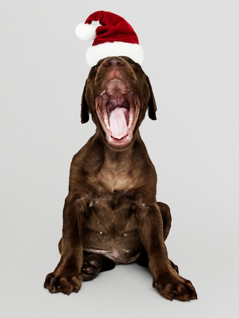 Portret van een leuk puppy van de Labrador die een hoed van de Kerstman draagt