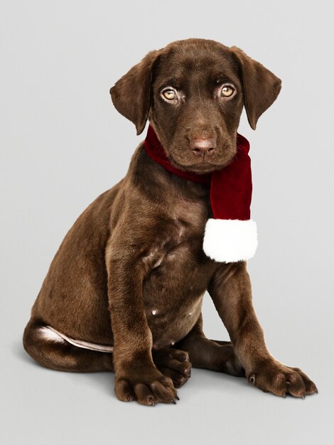 Portret van een leuke Labrador die een Kerstmissjaal draagt