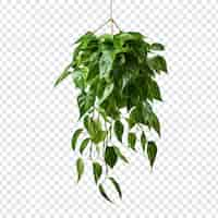 Gratis PSD pothos epipremnum aureum bloem png geïsoleerd op transparante achtergrond