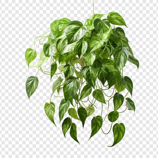 Gratis PSD pothos epipremnum aureum bloem png geïsoleerd op transparante achtergrond