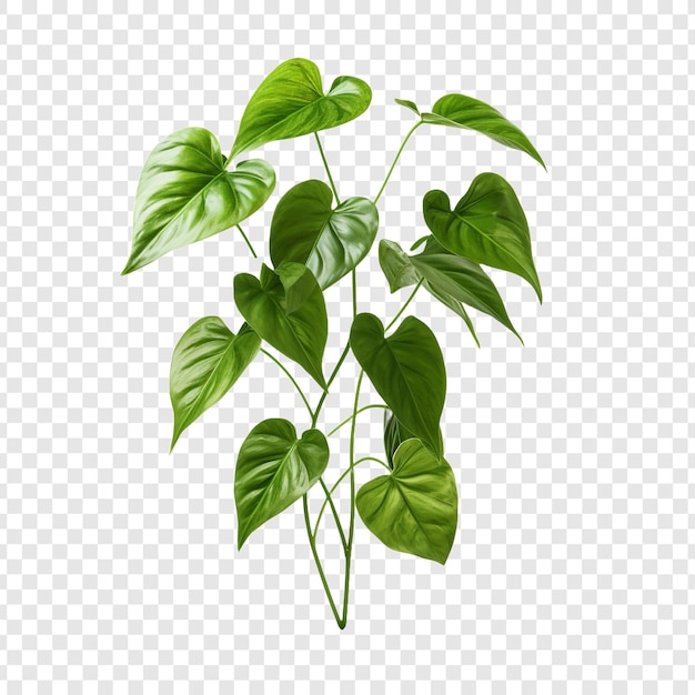 PSD gratuito pothos epipremnum aureum flor png aislada sobre un fondo transparente