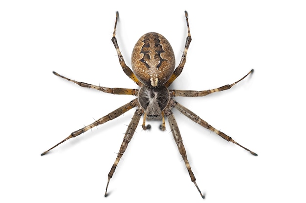Un primer plano de la araña aislada