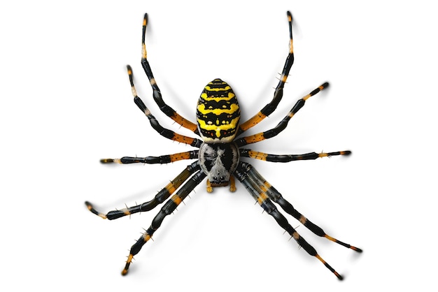 Un primer plano de la araña aislada