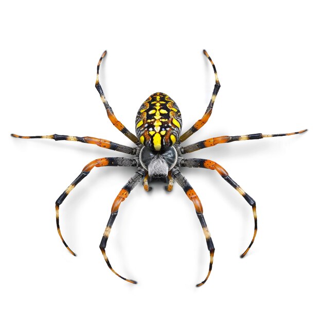 Un primer plano de la araña aislada