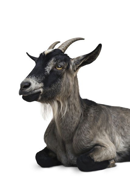 Un primer plano de las cabras aisladas