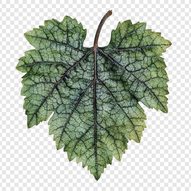 Un primer plano detallado de una sola hoja de uva