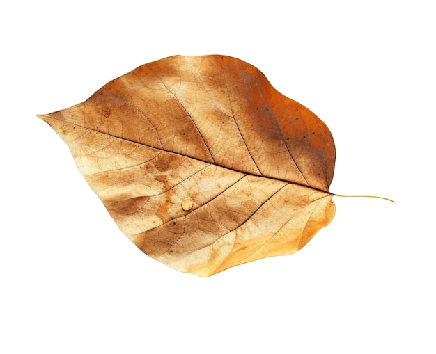 Un primer plano de una hoja aislada