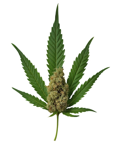 Un primer plano de una hoja de maleza aislada