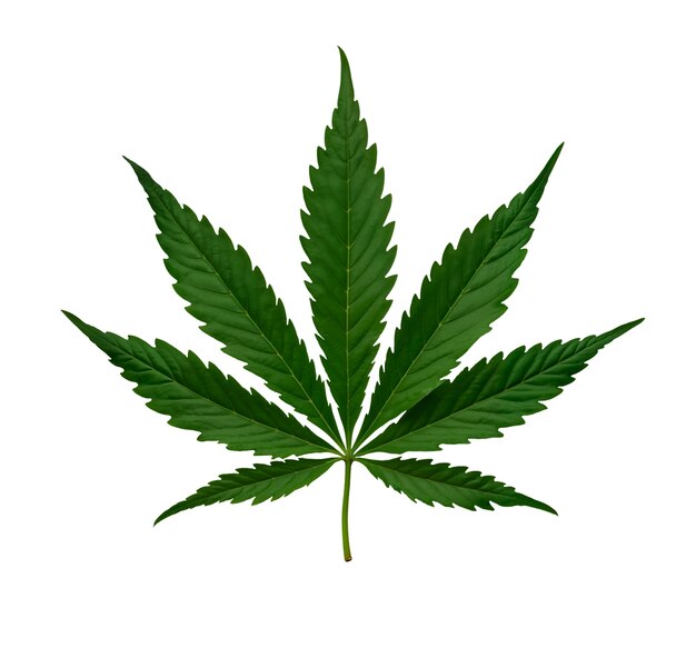 Un primer plano de una hoja de maleza aislada