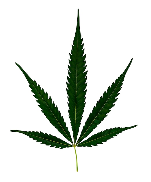 Un primer plano de una hoja de maleza aislada