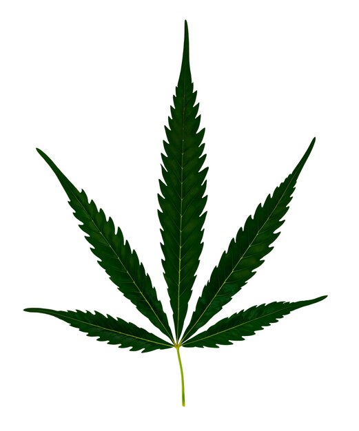 Un primer plano de una hoja de maleza aislada
