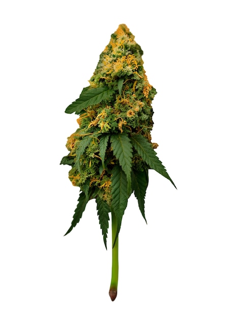 Un primer plano de una hoja de maleza aislada